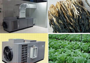 南宁专业的蔬菜烘干机批售 南宁蔬菜烘干房