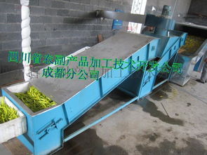 高效农业加工利器 黄花菜蒸煮机与果蔬烘干机的应用